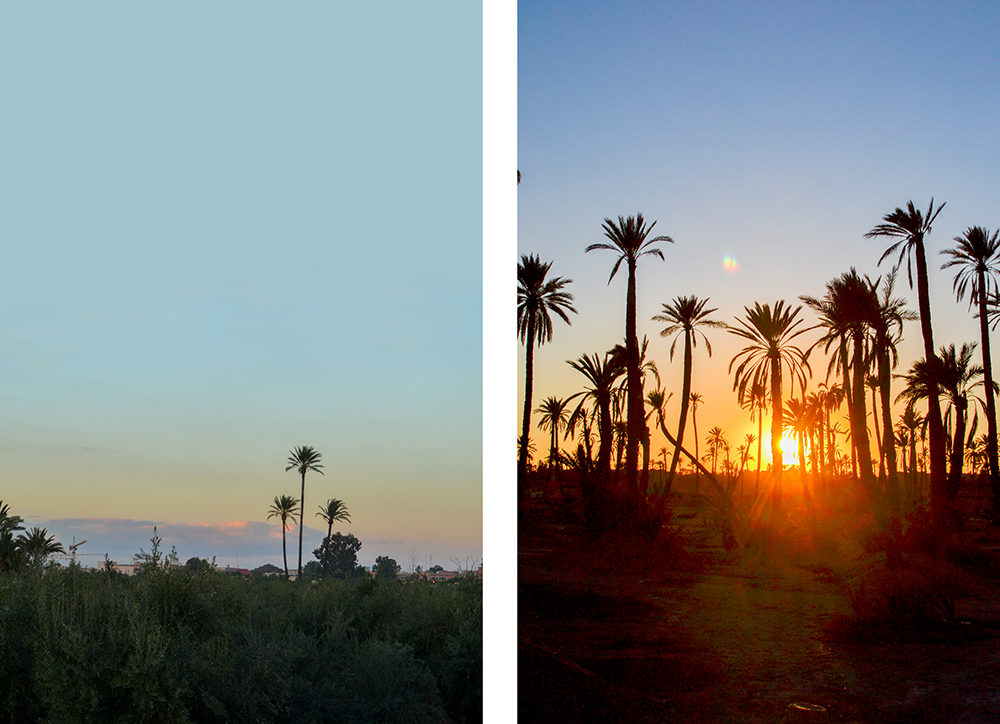 Palmeraie coucher de soleil palmiers marrakech